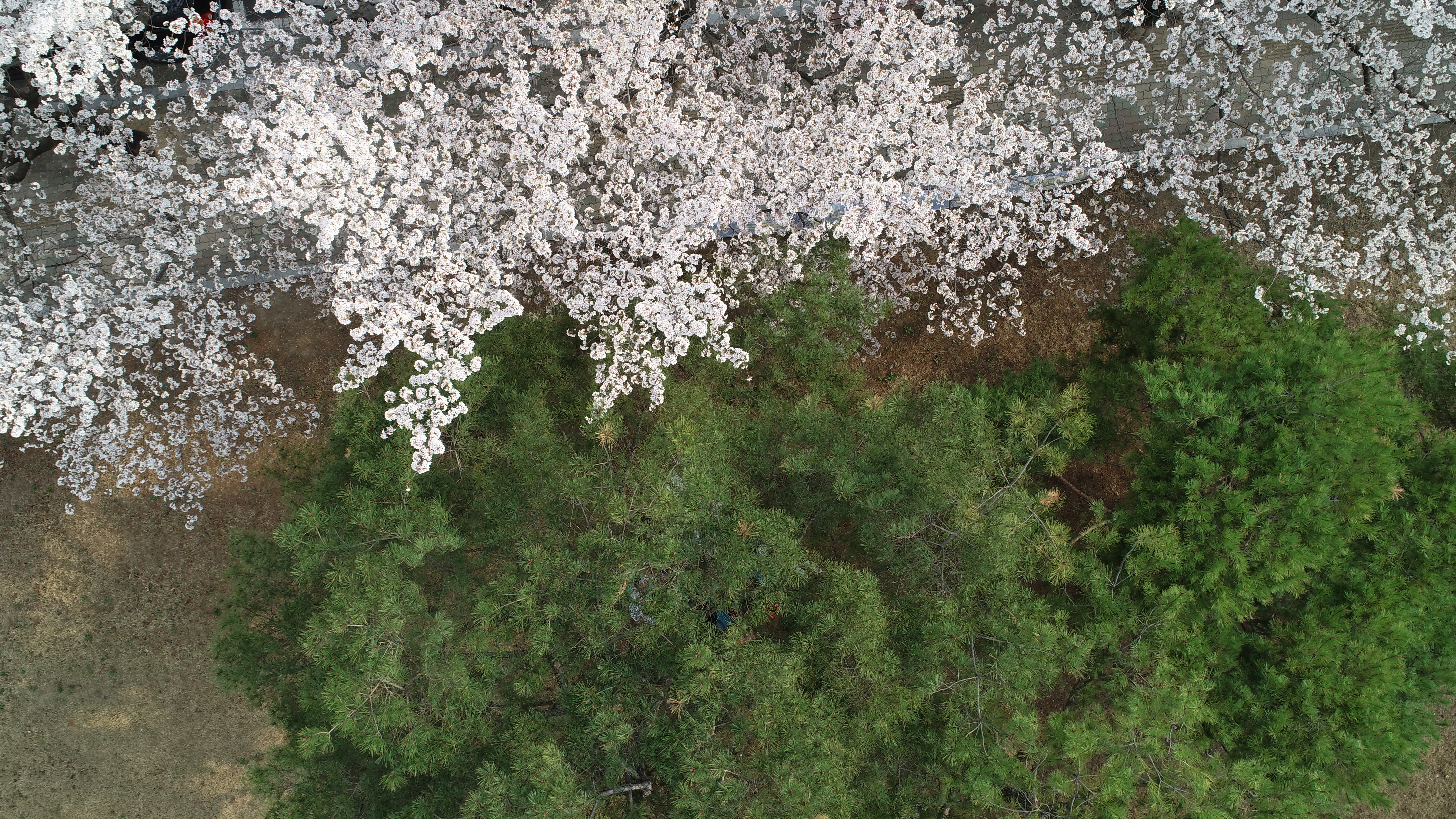 2018년도 봄 나들이
